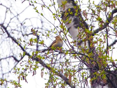 TREE PIPIT . YARNER WOOD . DEVON . 11/4/23