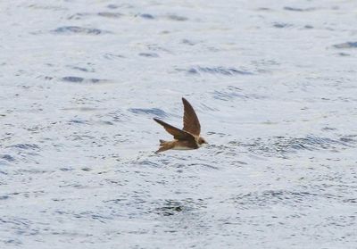 SAND MARTIN . THE EXETER CANAL . DEVON . 12 / 4 / 23