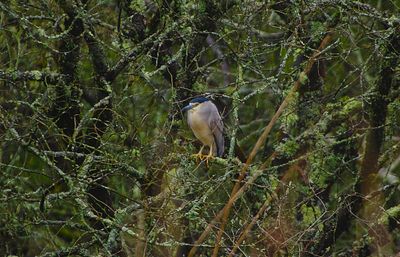 NIGHT HERON . JETTY MARSH . NEWTON ABBOT . DEVON . 14 . 4 . 23