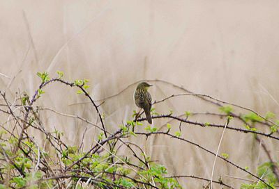 GRASSHOPPER WARBLER . DARTMOOR . DEVON . 21 / 4 / 2021