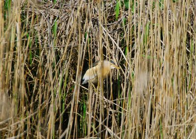LITTLE BITTERN . THE EXMINSTER MARSHES . DEVON . 18 / 4 / 2023