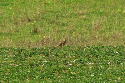 STONE CURLEW . WINTERBOURNE DOWN . WILTSHIRE . 19 / 4 / 2023