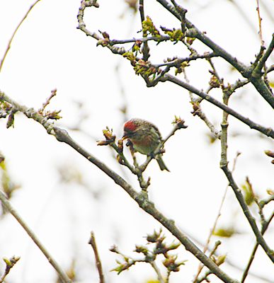 LESSER REDPOLL . HAM WALL . SOMERSET . 29 / 4 / 2023