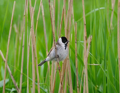 REED BUNTING . THE EXMINSTER MARSHES . DEVON . 7 / 5 / 2023