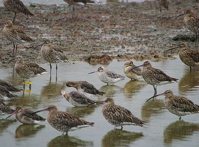 BAR-TAILED GODWIT . BOWLING GREEN MARSH . TOPSHAM . DEVON . 1 / 9 / 2023