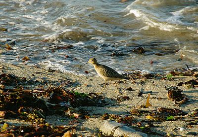 BUFF-BREASTED SANDPIPER . MARAZION BEACH . CORNWALL . 3 / 9 / 2023