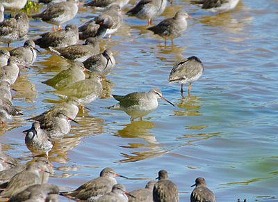 SPOTTED REDSHANK . BOWLING GREEN MARSH . TOPSHAM . DEVON . 4 / 9 / 2023
