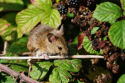 WOOD MOUSE ( Apodeemus sylvaticus ) . BOWLING GREEN MARSH . DEVON . 29 / 9 / 23