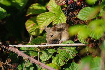 WOOD MOUSE ( Apodeemus sylvaticus ) . BOWLING GREEN MARSG . DEVON . 29 / 9 / 23
