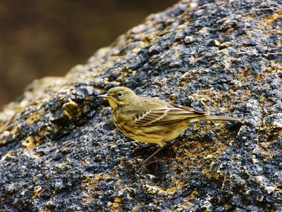 ROCK PIPIT . PORTHGWARRA . CORNWALL . 12 / 10 / 2023