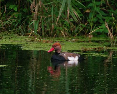 RED-CRESTED POCHARD . THE EXETER CANAL . DEVON . 25 / 10 / 2023