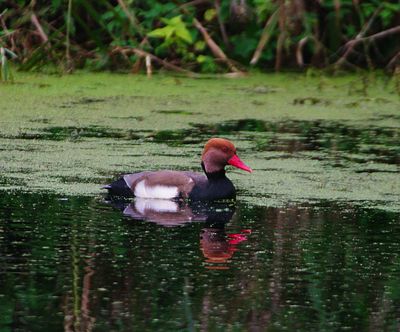 RED-CRESTED POCHARD . THE EXETER CANAL . DEVON . 25 / 10 / 2023