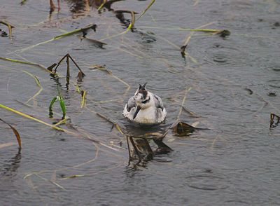 GREY PHALAROPE . THE OTTER MARSHES . DEVON . 31 / 10 / 2023
