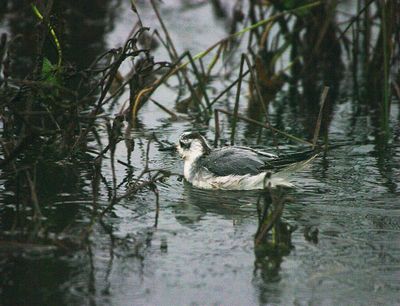 GREY PHALAROPE . THE OTTER MARSHES . DEVON . 31 . 10 / 2023