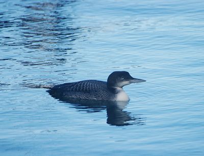 Great Northern Diver . Gavia immer