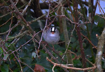 WHITE-CROWED SPARROW . ROSUDGEON . CORNWALL . 6 / 12 / 23