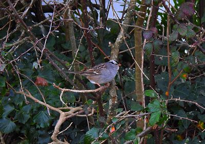 WHITE-CROWNED SPARROW . ROSUDGEON . CORNWALL . 6 / 12 / 2023