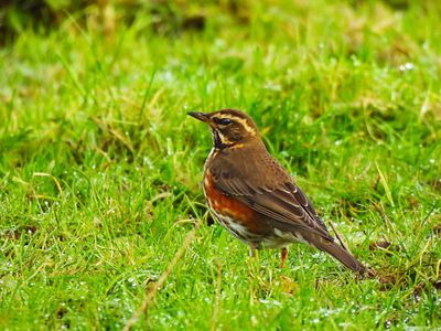 REDWING . BOWLING GREEN MARSH . DEVON . 8/12/23