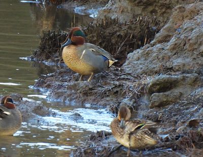 GREEN-WINGED TEAL . CALSTOCK . CORNWALL . 13 / 12 / 2023