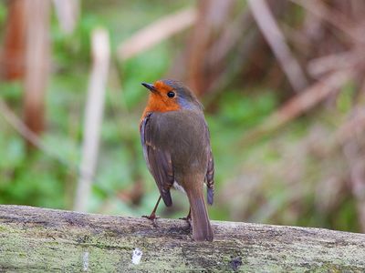 EUROPEAN ROBIN . BOWLING GREEN MARSH . TOPSHAM . DEVON . 15 / 12 / 2023