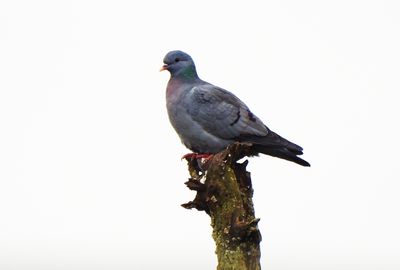STOCK DOVE . BOWLING GREEN MARSH . TOPSHAM . DEVON . 15 / 12 / 23
