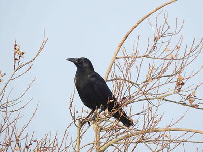 CARRION CROW . THE EXMINSTER MARSHES . DEVON . 26/12/23