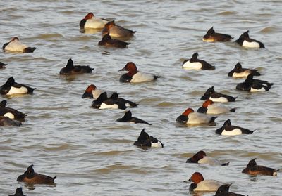 CANVASBACK ( Male ) . ABBERTON RESERVOIR . ESSEX . 28 / 12 / 2023