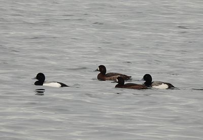 GREATER SCAUP . CHEDDAR RESERVOIR . SOMERSET . 17 . 2 . 2024.jpg