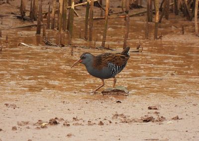 WATER RAIL . GOOSEMOOR . TOPSHAM . DEVON . 28 . 1 . 24.jpg
