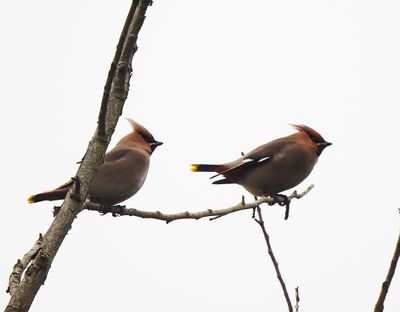 WAXWING , FRIDAY WOOD , COLCHESTER , ESSEX . 30 , 1 , 24.jpg