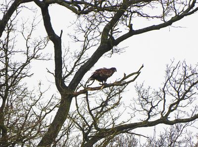 WHITE TAILED EAGLE . STOWLANGTOFT . SUFFOLK . 30 . 1 . 24.jpg