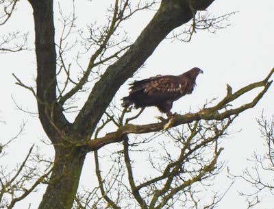 WHITE-TAILED EAGLE , STOWLANGTOFT , SUFFOLK , 30 , 1 , 24.jpg