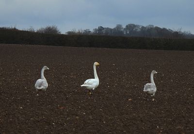 WHOOPER SWAN . Nr LANGHAM . NORFOLK . 30 . 1 . 24.jpg