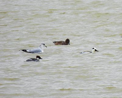 SMEW . EYEBROOK RESERVOIR . LEICESTERSHIRE . 2 . 2 . 24.jpg
