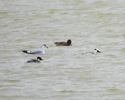 SMEW . EYEBROOK RESERVOIR . LEICESTERSHIRE . 2 . 2 . 24.jpg