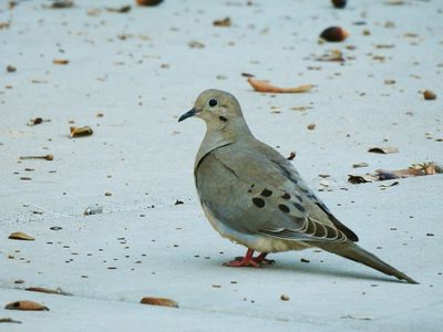 MOURNING DOVE . LAYTON LAKES PARK . GILBERT . ARIZONA . 15 . 3 . 24.jpg