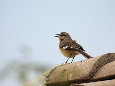 NORTHERN MOCKINGBIRD . LAYTON LAKES PARK . GILBERT . ARIZONA . U.S.A . 15 . 3 . 24.jpg