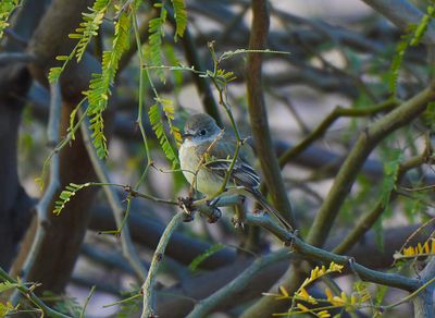 DUSKY FLYCATCHER . LAYTON LAKES PARK . GILBERT . ARIZONA . U.S.A . 15 . 3 . 24 ..jpg