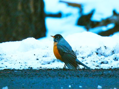 AMERICAN ROBIN . ELK MEADOW COTTAGE . PARKS . ARIZONA . U.S.A . 15 . 3 . 24.jpg