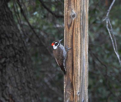 Arizona Woodpecker . Dryobates arizonae