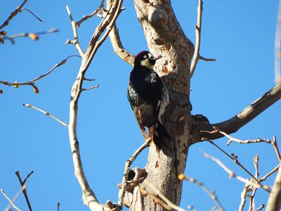 ACORN WOODPECKER . THE SANTA RITA LODGE . ARIZONA . USA . 19 . 3 . 24.jpg