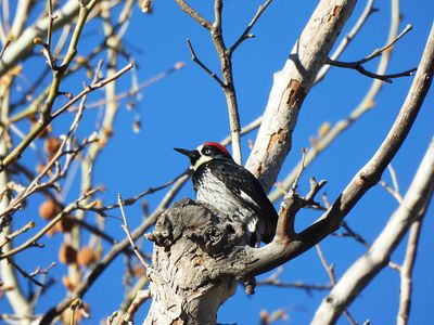 Acorn Woodpecker . Melanerpes formicivorus
