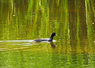 AMERICAN COOT . SWEETWATER . TUCSON ARIZONA . USA . 19.3.24.jpg