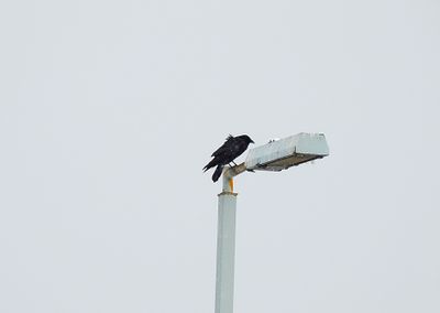 AMERICAN CROW . FLAGSTAFF . ARIZONA . U.S.A . 15 . 3 . 24.jpg