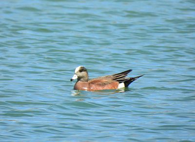 AMERICAN WIGEON . THE RIPARIAN PRESERVE . GILBERT . ARIZONA . USA . 23.3.24.jpg