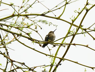 ANNA`S HUMMINGBIRD ( Female ) . LAYTON LAKES PARK . GILBERT . ARIZONA . USA . 24 . 3 . 24.jpg