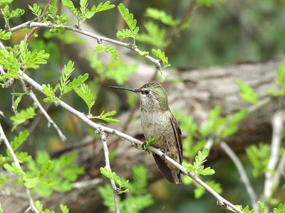 ANNA`S HUMMINGBIRD ( Female ) . THE RIPARIAN PRESERVE . GILBERT . ARIZONA . USA . 23.3.24.jpg