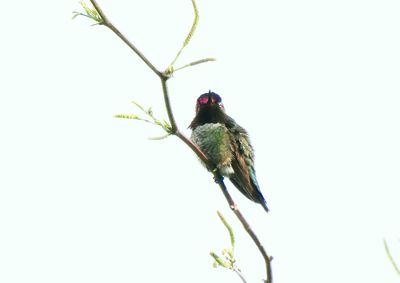 ANNA`S HUMMINGBIRD . LAYTON LAKES PARK . GILBERT . ARIZONA . USA . 26.3.24.jpg
