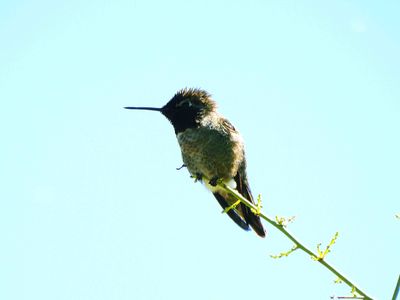 ANNA`S HUMMINGBIRD . THE RIPARIAN PRESERVE . GILBERT . ARIZONA . USA . 25.3.24.jpg