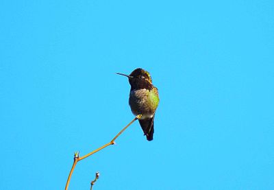 BLACK-CHINNED HUMMINGBIRD . LAYTON LAKES PARK . GILBERT . ARIZONA . USA . 26.3.24.jpg